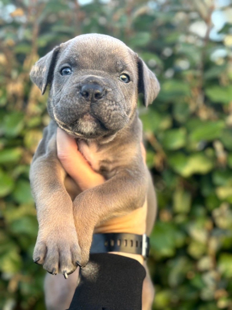 Du Colisée De Gaïa - Chiot disponible  - Cane Corso