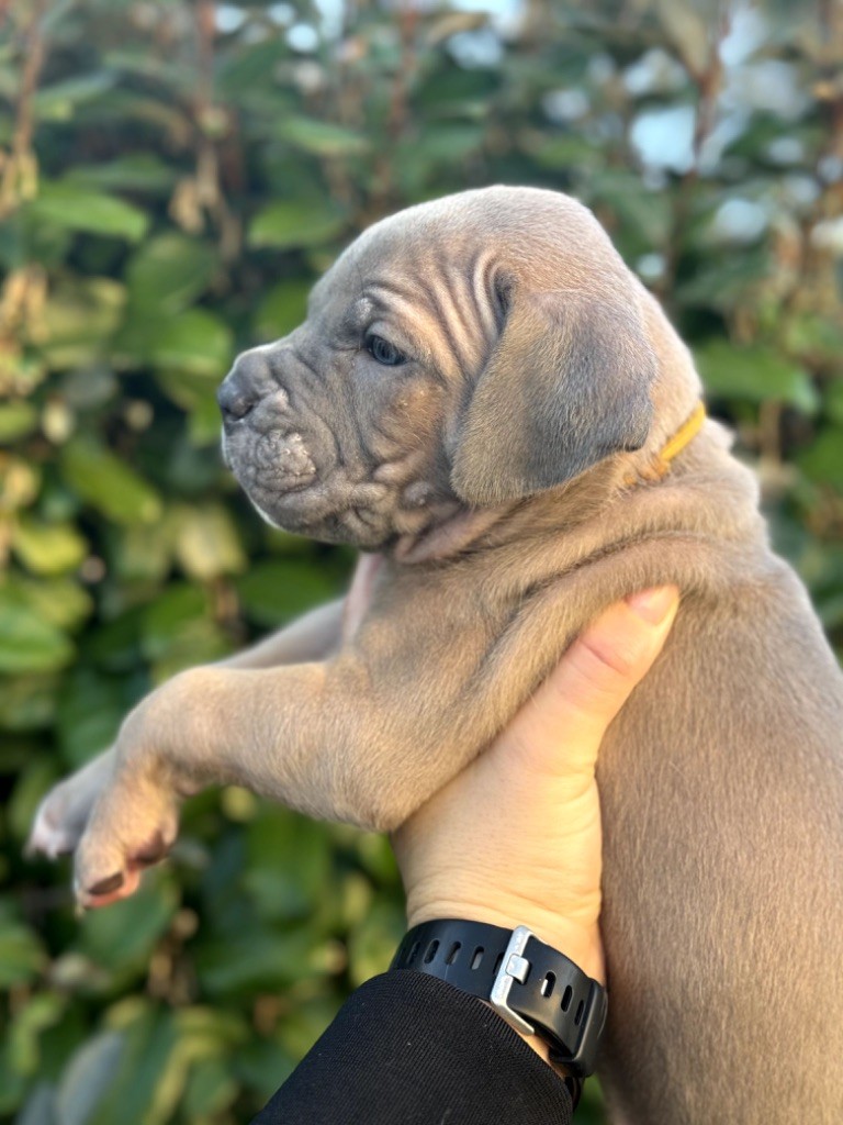 Du Colisée De Gaïa - Chiot disponible  - Cane Corso