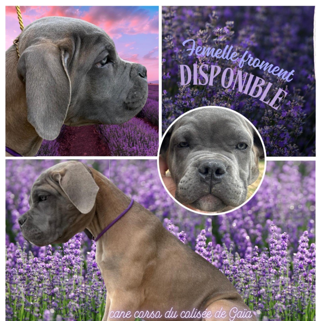 chiot Cane Corso Du Colisée De Gaïa