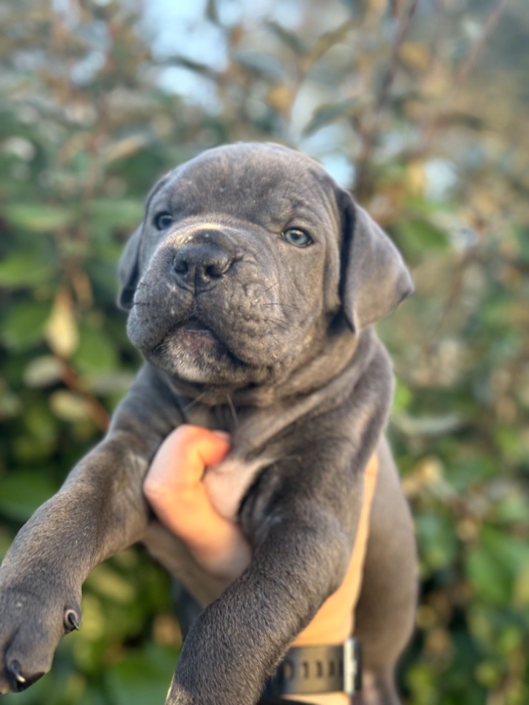 Du Colisée De Gaïa - Chiot disponible  - Cane Corso