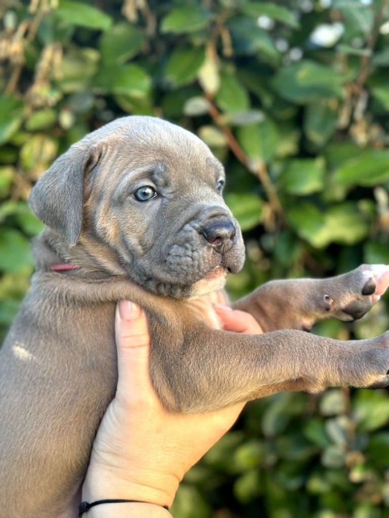 Du Colisée De Gaïa - Chiot disponible  - Cane Corso