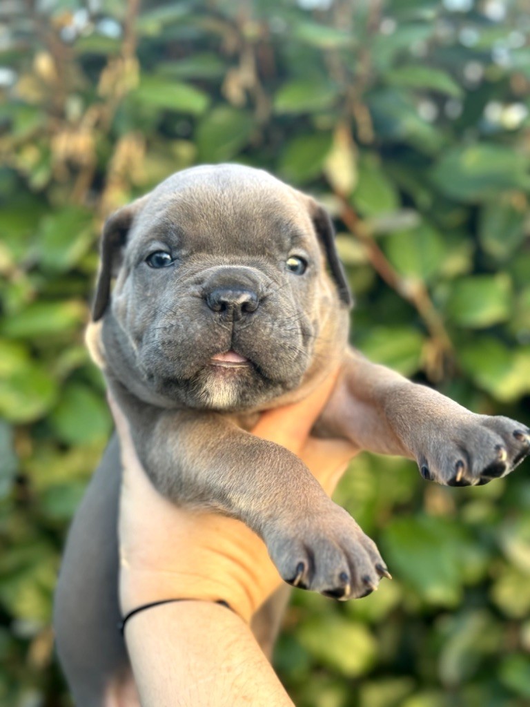 Du Colisée De Gaïa - Chiot disponible  - Cane Corso