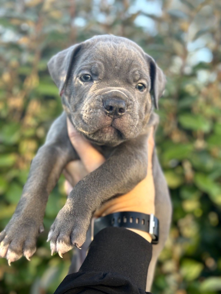 Du Colisée De Gaïa - Chiot disponible  - Cane Corso