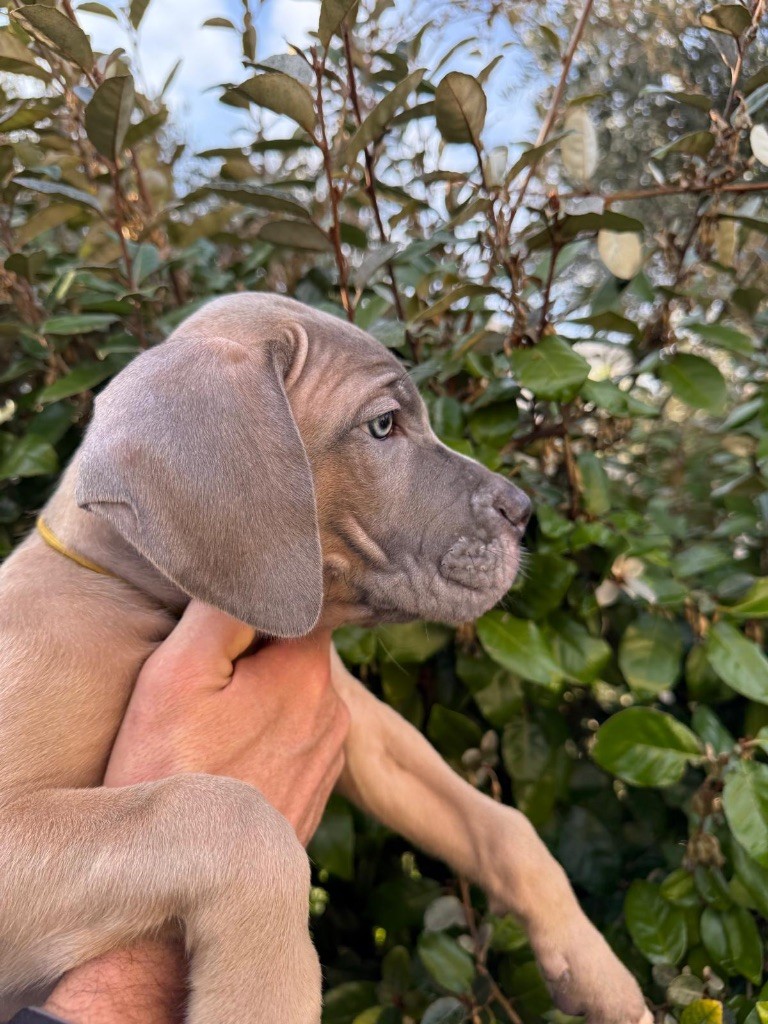 Du Colisée De Gaïa - Chiot disponible  - Cane Corso