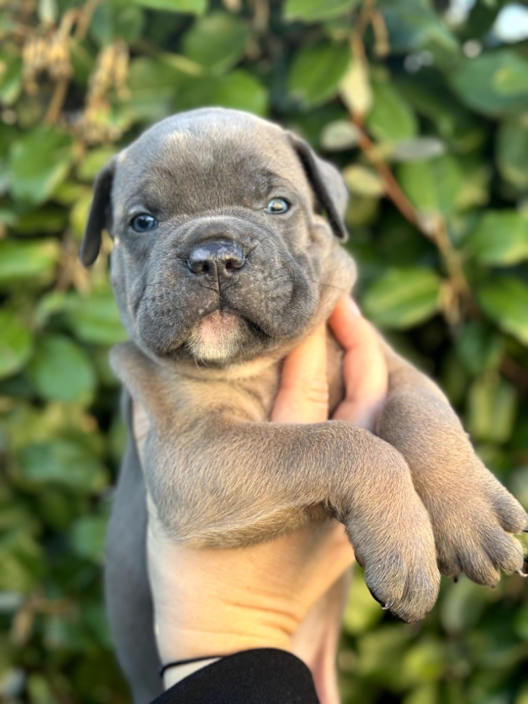 Du Colisée De Gaïa - Chiot disponible  - Cane Corso