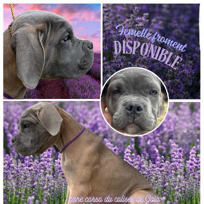 Du Colisée De Gaïa - Cane Corso - Portée née le 10/10/2024