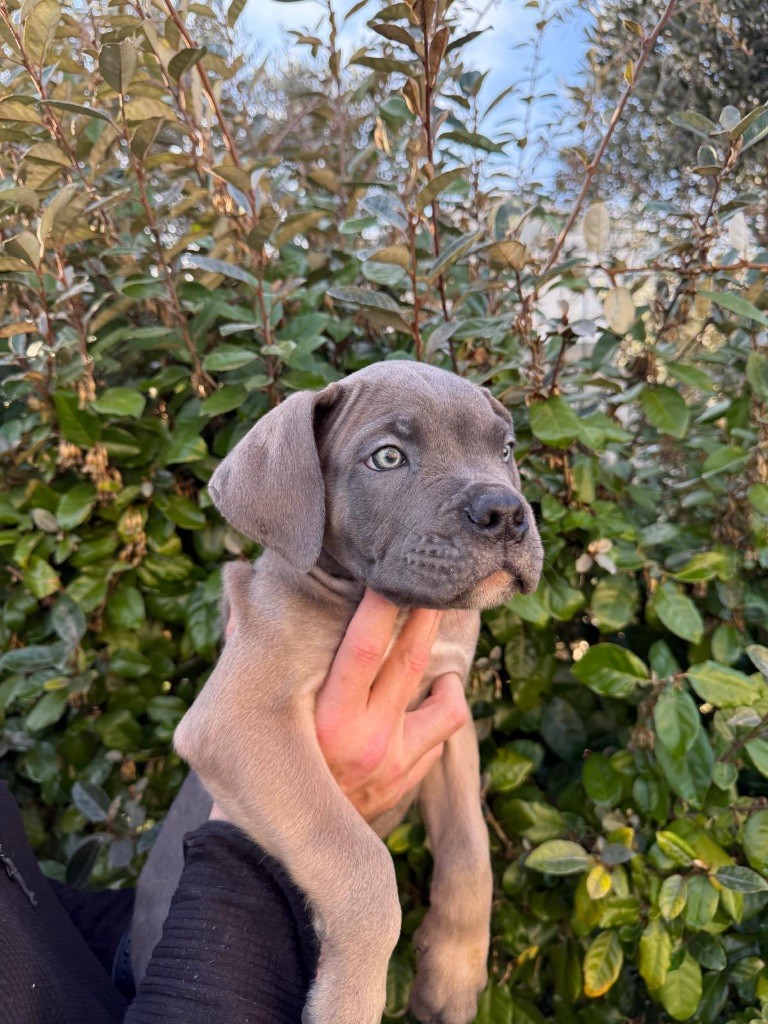 Du Colisée De Gaïa - Chiot disponible  - Cane Corso