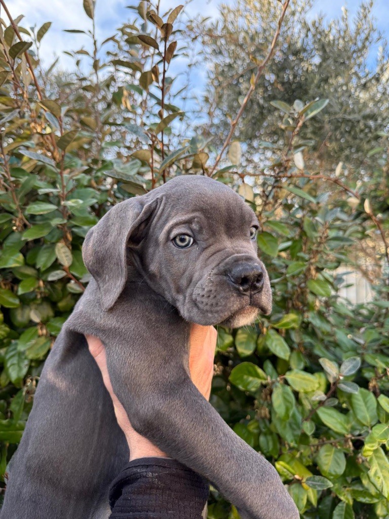 Du Colisée De Gaïa - Chiot disponible  - Cane Corso