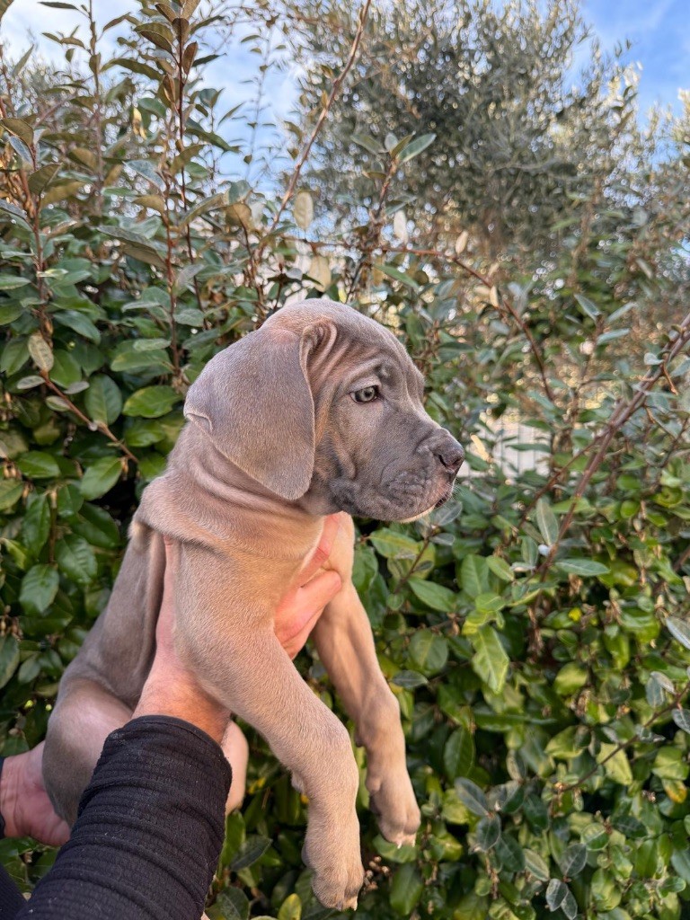 Du Colisée De Gaïa - Chiot disponible  - Cane Corso