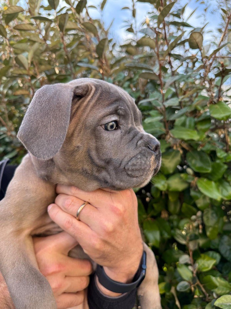 Du Colisée De Gaïa - Chiot disponible  - Cane Corso