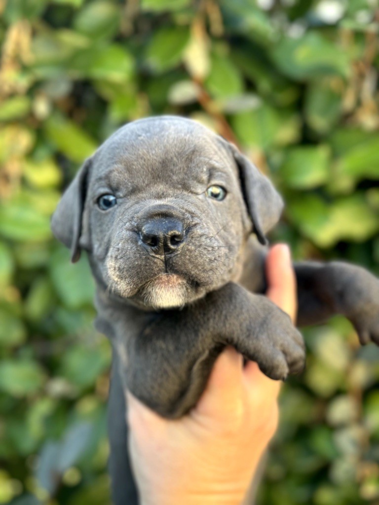 Du Colisée De Gaïa - Chiot disponible  - Cane Corso