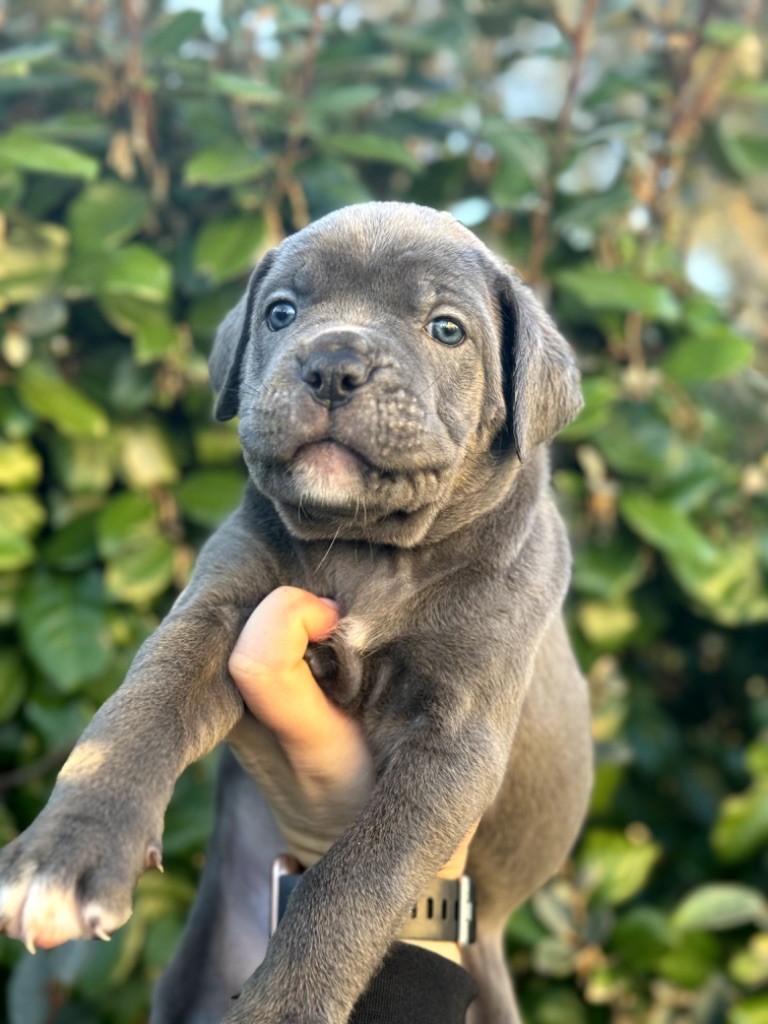 Du Colisée De Gaïa - Chiot disponible  - Cane Corso