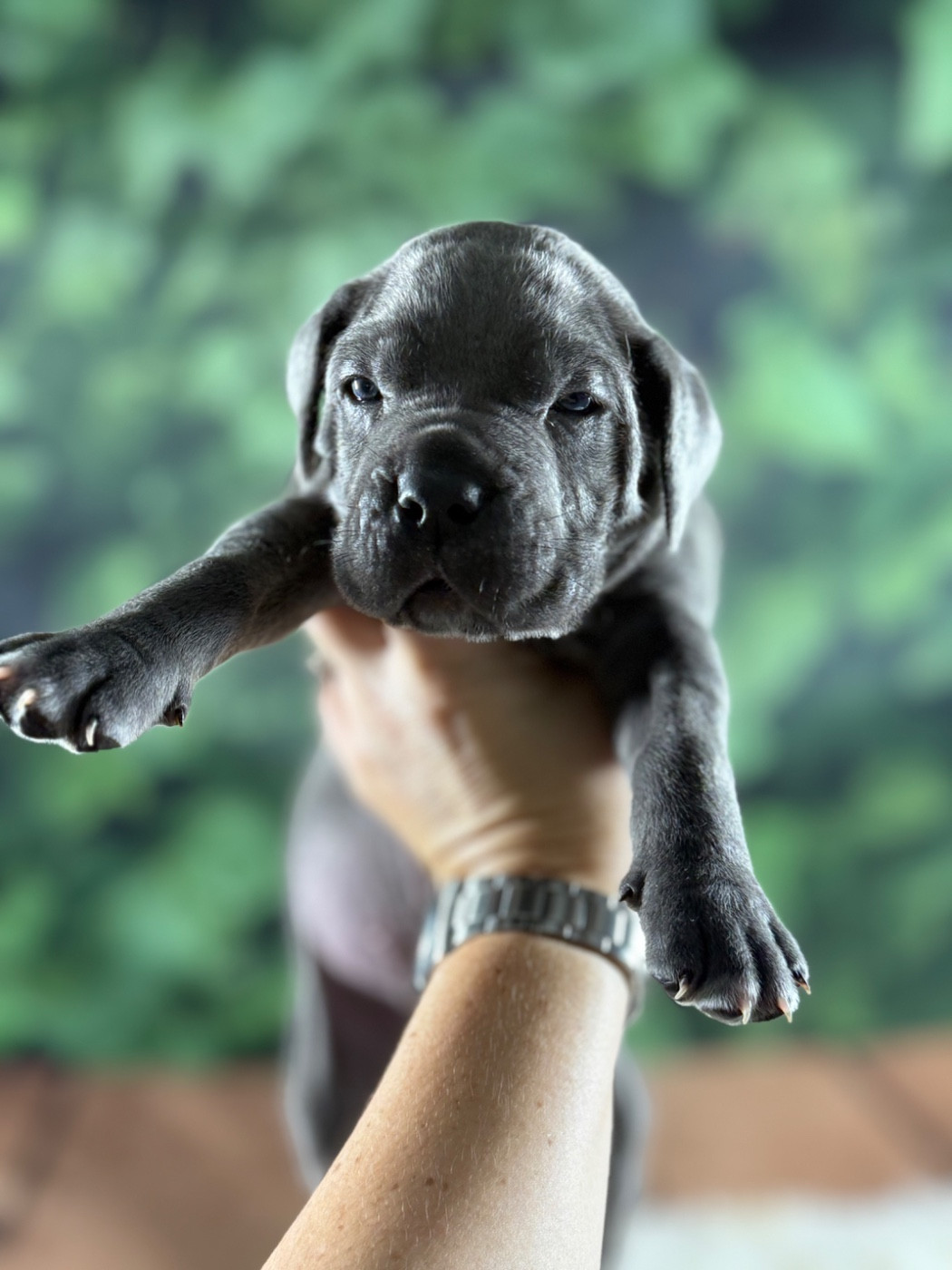 Du Colisée De Gaïa - Chiots disponibles - Cane Corso