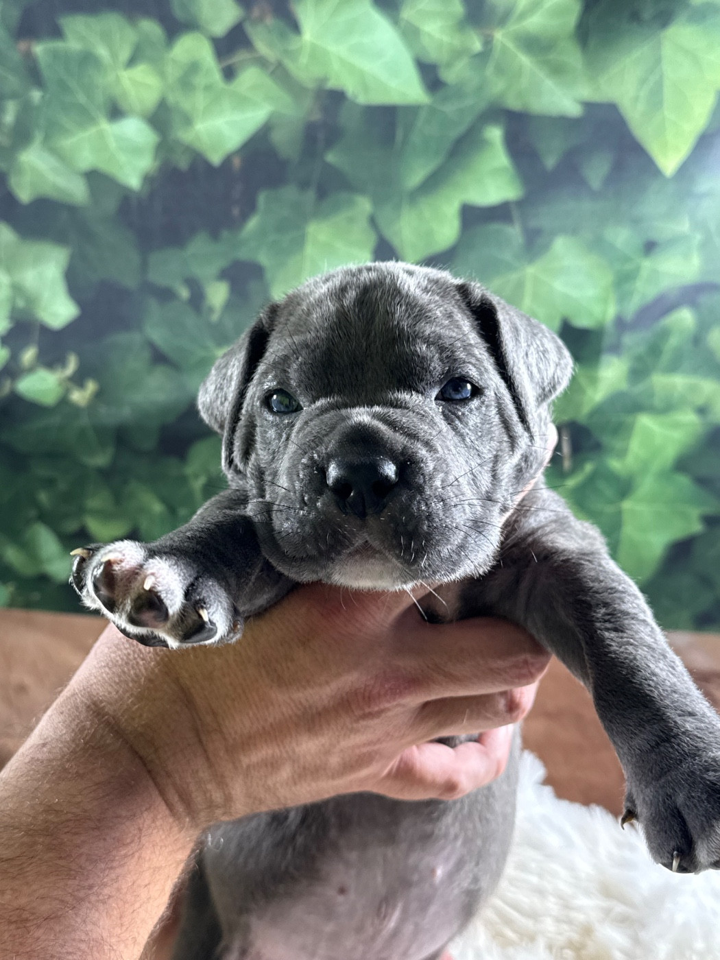 Du Colisée De Gaïa - Chiots disponibles - Cane Corso