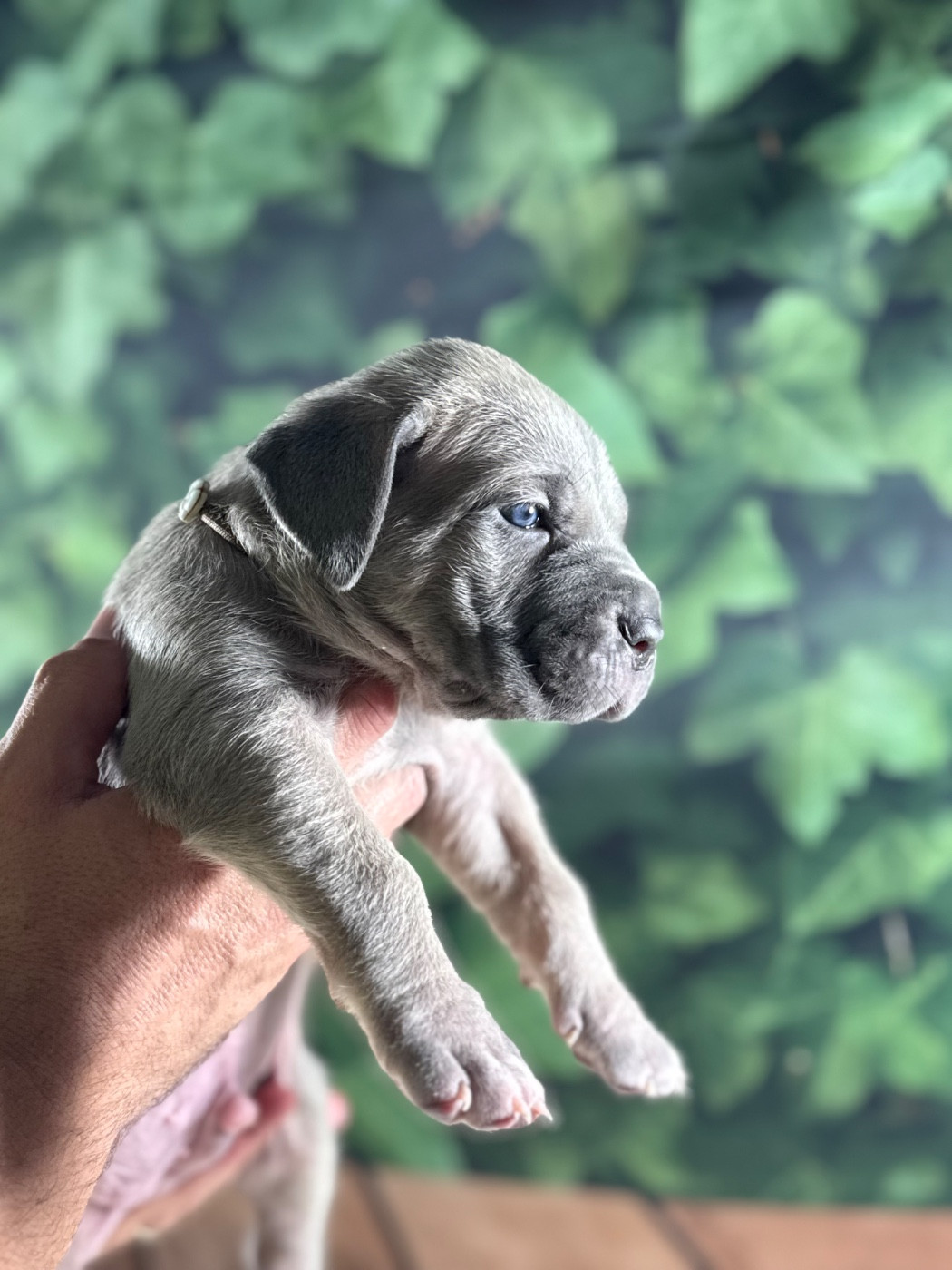 Du Colisée De Gaïa - Chiots disponibles - Cane Corso