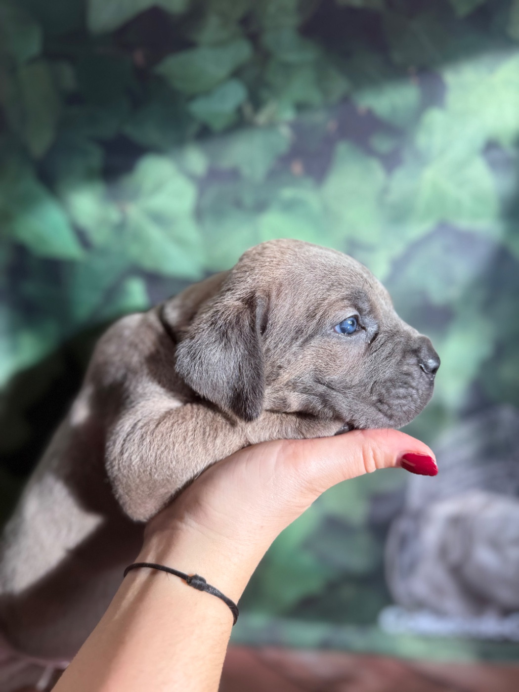 Du Colisée De Gaïa - Chiots disponibles - Cane Corso