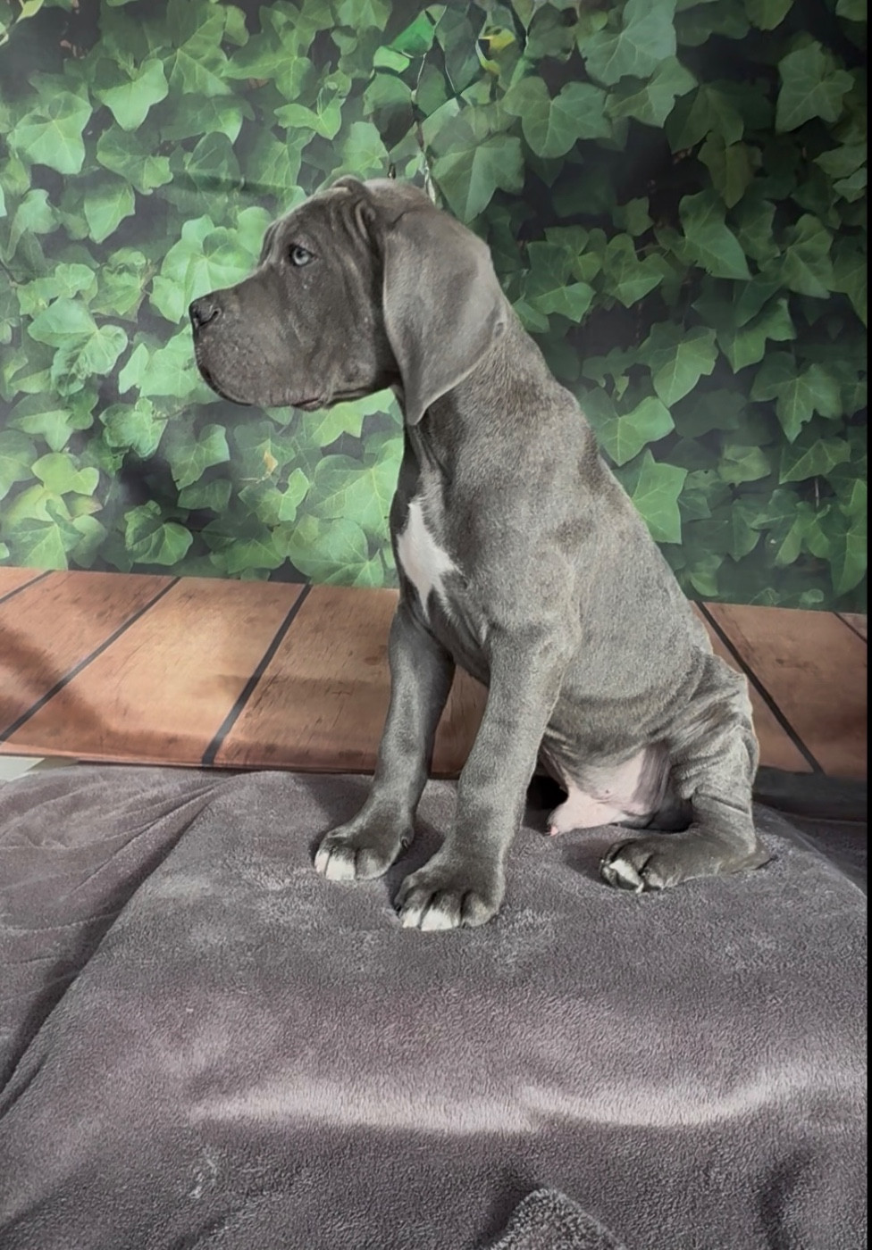 Du Colisée De Gaïa - Chiots disponibles - Cane Corso