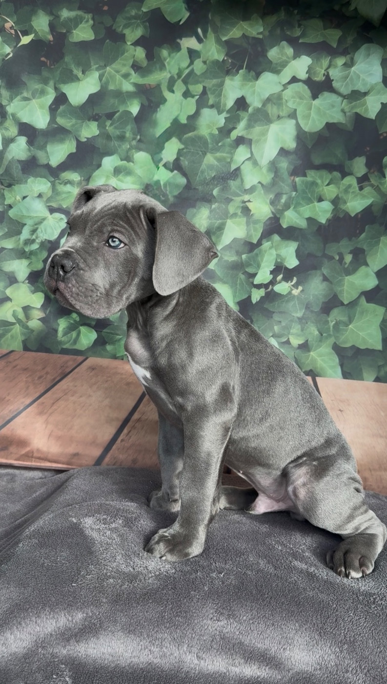 Du Colisée De Gaïa - Chiots disponibles - Cane Corso