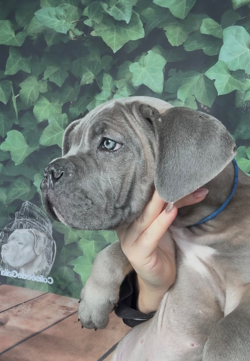 Du Colisée De Gaïa - Chiots disponibles - Cane Corso