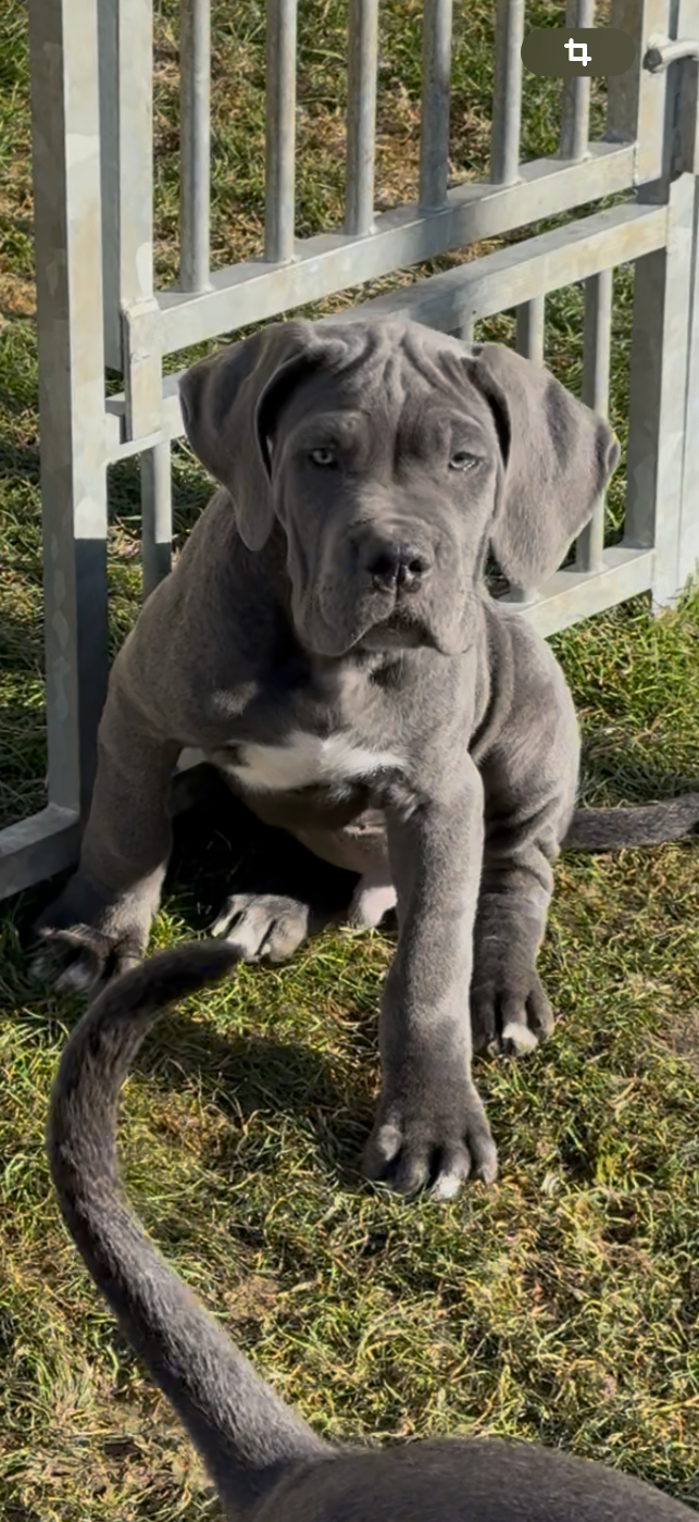 Du Colisée De Gaïa - Chiots disponibles - Cane Corso