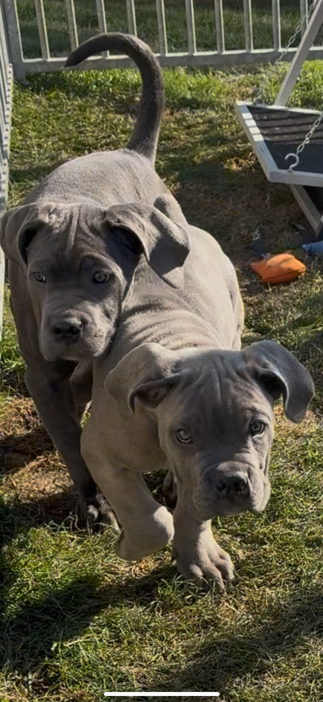 Du Colisée De Gaïa - Chiots disponibles - Cane Corso