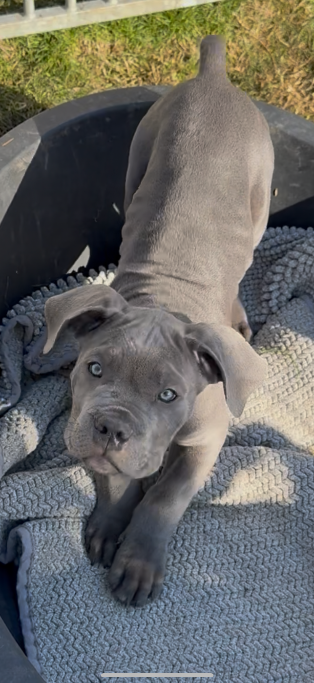 Du Colisée De Gaïa - Chiots disponibles - Cane Corso
