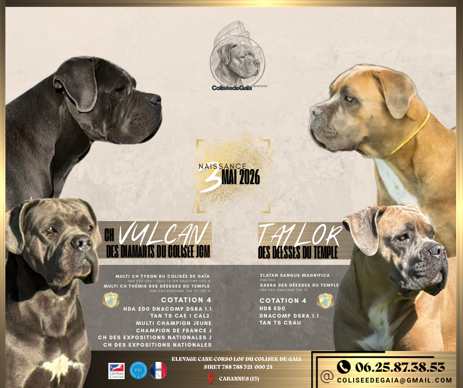 Du Colisée De Gaïa - Chiots disponibles - Cane Corso