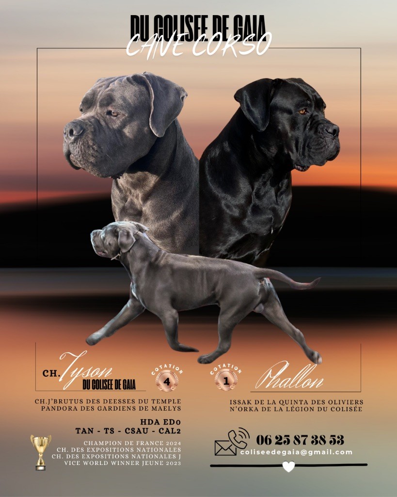 Chiot Cane Corso Du Colisée De Gaïa