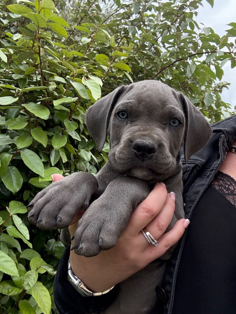 Du Colisée De Gaïa - Chiots disponibles - Cane Corso